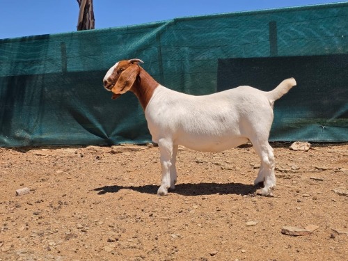 1 X BOER GOAT FLOCK EWE ATKA STOET