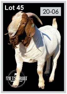 1 X BOERBOK/BOERGOAT - RAM