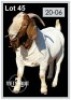1 X BOERBOK/BOERGOAT - RAM