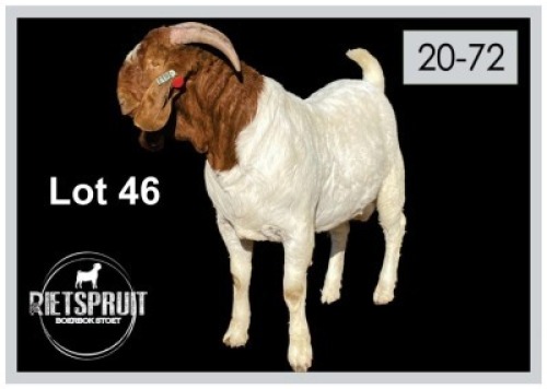 1 X BOERBOK/BOERGOAT - RAM