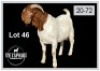 1 X BOERBOK/BOERGOAT - RAM