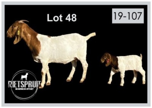 1+1 X BOERBOK/BOERGOAT - OOI MET LAM/EWE WITH LAMB