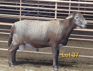 LOT 37 1X MEATMASTER RAM OSVLEY MEATMASTERS