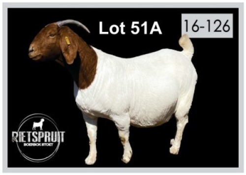 1 X BOERBOK/BOERGOAT - OOI/EWE