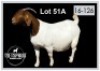 1 X BOERBOK/BOERGOAT - OOI/EWE