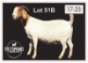 1 X BOERBOK/BOERGOAT - OOI/EWE