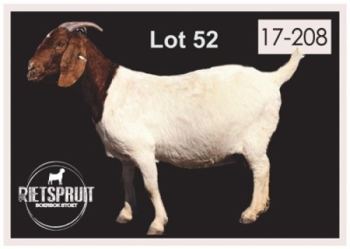1 X BOERBOK/BOERGOAT - OOI/EWE