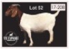 1 X BOERBOK/BOERGOAT - OOI/EWE