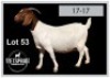 1 X BOERBOK/BOERGOAT - OOI/EWE
