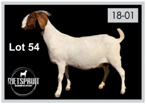 1 X BOERBOK/BOERGOAT - OOI/EWE