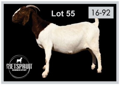 1 X BOERBOK/BOERGOAT - OOI/EWE