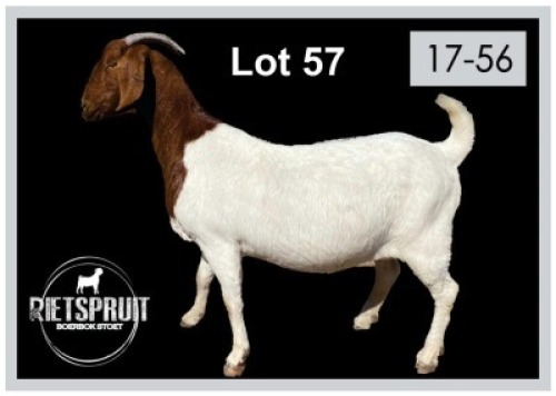 1 X BOERBOK/BOERGOAT - OOI/EWE