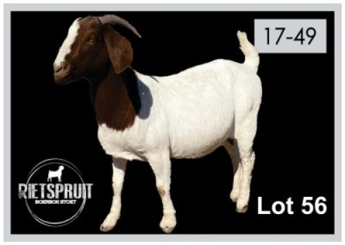 1 X BOERBOK/BOERGOAT - OOI/EWE