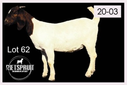 2 X BOERBOK/BOERGOAT - OOI/EWE(PER STUK OM LOT TE NEEM)