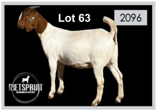 3 X BOERBOK/BOERGOAT - OOI/EWE(PER STUK OM LOT TE NEEM)