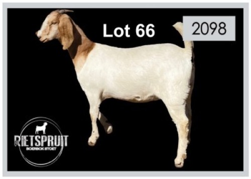 1 X BOERBOK/BOERGOAT - OOI/EWE