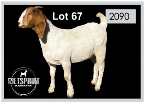 1 X BOERBOK/BOERGOAT - OOI/EWE