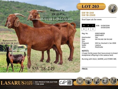 2X Stud Cape Lob Ear ewes (Please note replacement ewe) Lasarus Game Farm (Pay per Animal)
