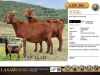 2X Stud Cape Lob Ear ewes (Please note replacement ewe) Lasarus Game Farm (Pay per Animal)
