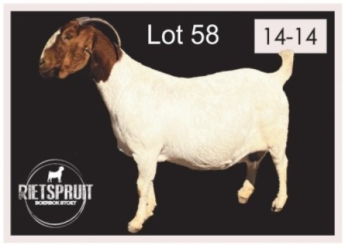 1 X BOERBOK/BOERGOAT - OOI/EWE