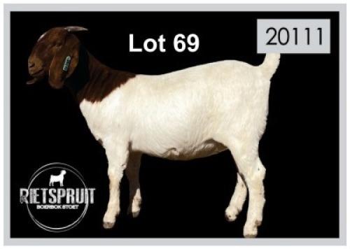 2 X BOERBOK/BOERGOAT - OOI/EWE(PER STUK OM LOT TE NEEM)