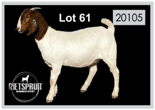 1 X BOERBOK/BOERGOAT - OOI/EWE