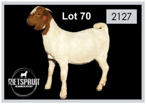 2 X BOERBOK/BOERGOAT - OOI/EWE(PER STUK OM LOT TE NEEM)