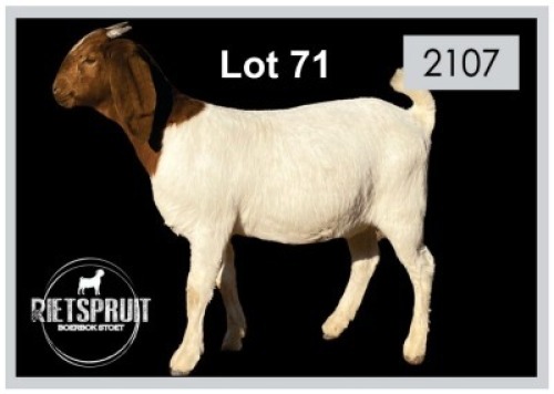 2 X BOERBOK/BOERGOAT - OOI/EWE(PER STUK OM LOT TE NEEM)
