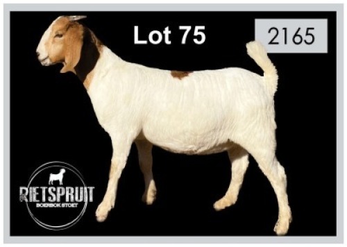 2X BOERBOK/BOERGOAT - OOI/EWE (per piece to take the lot)(PER STUK OM LOT TE NEEM)