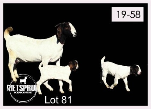 1+2 X BOERBOK/BOERGOAT - OOI MET LAM/EWE WITH LAMB