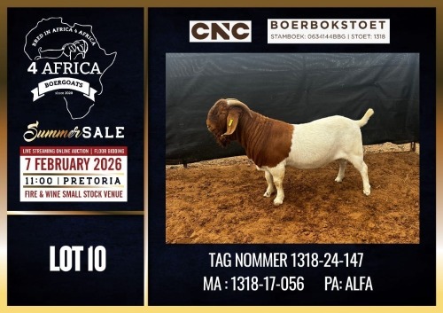1 X BOER GOAT FLOCK BUCK CNC Boerdery