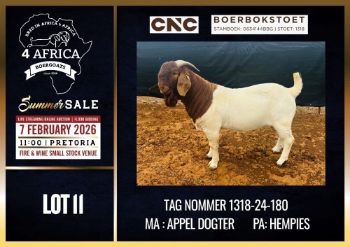 1 X BOER GOAT STUD BUCK CNC Boerdery