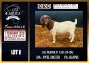1 X BOER GOAT STUD BUCK CNC Boerdery