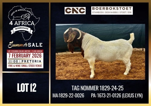 WITHDRAWN - 1 X BOER GOAT STUD BUCK CNC Boerdery