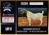 WITHDRAWN - 1 X BOER GOAT STUD BUCK CNC Boerdery