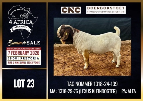 1 X BOER GOAT STUD BUCK CNC Boerdery