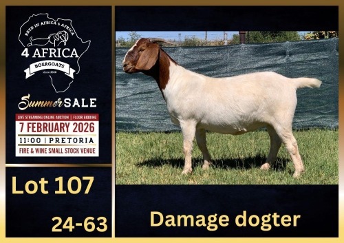 1 X BOER GOAT FLOCK DOE BIETJIE BERG BOERBOK STOET