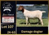 1 X BOER GOAT FLOCK DOE BIETJIE BERG BOERBOK STOET