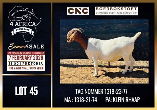 1 X BOER GOAT STUD DOE CNC Boerdery