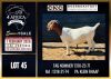 1 X BOER GOAT STUD DOE CNC Boerdery
