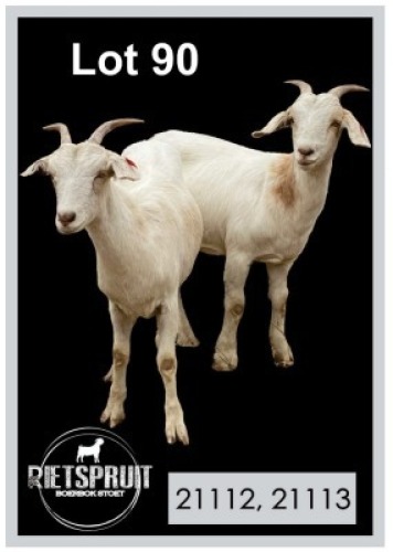 2 X MELKBOK/MILKGOAT - OOI/EWE(PER STUK OM LOT TE NEEM)