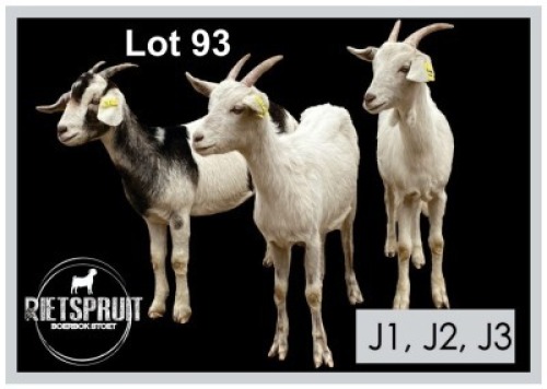3 X MELKBOK/MILKGOAT - OOI/EWE(PER STUK OM LOT TE NEEM)