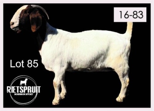 1 X BOERBOK/BOERGOAT - OOI/EWE