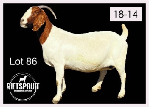 2 X BOERBOK/BOERGOAT - OOI/EWE(PER STUK OM LOT TE NEEM)