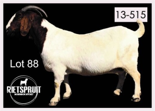 1 X BOERBOK/BOERGOAT - OOI/EWE
