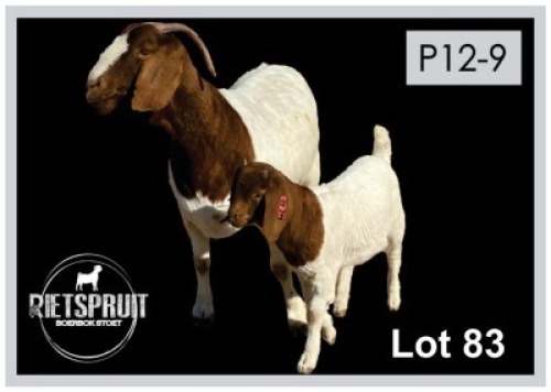 1+1 X BOERBOK/BOERGOAT - OOI MET LAM/EWE WITH LAMB