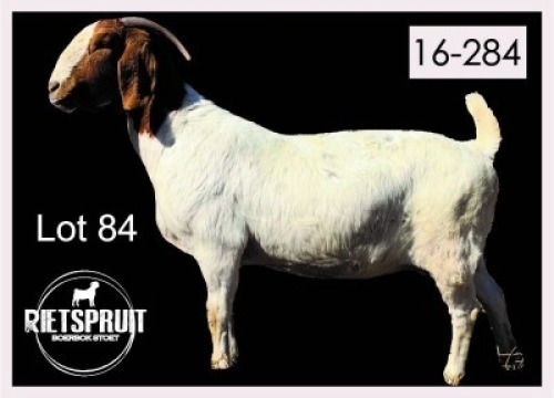 1 X BOERBOK/BOERGOAT - OOI/EWE