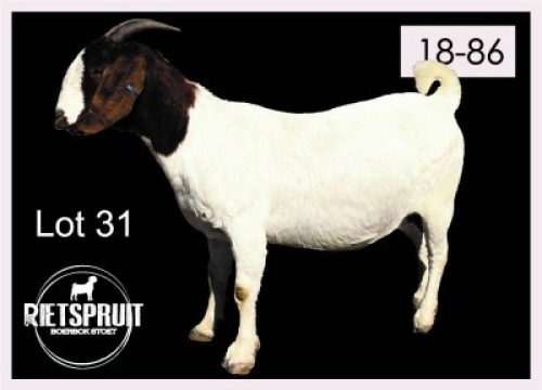 1 X BOERBOK/BOERGOAT - OOI/EWE