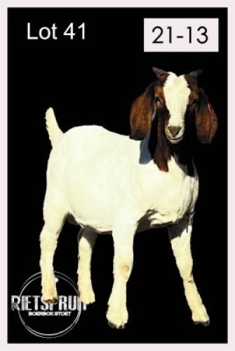 LOT 41&nbsp;1&nbsp;X BOERBOK/BOERGOAT - RAM