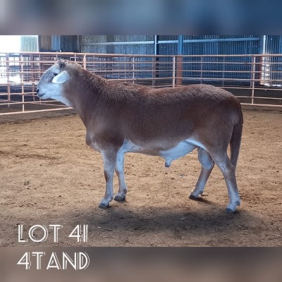 LOT 41 1X MEATMASTER RAM DRIEKOP MEATMASTERS